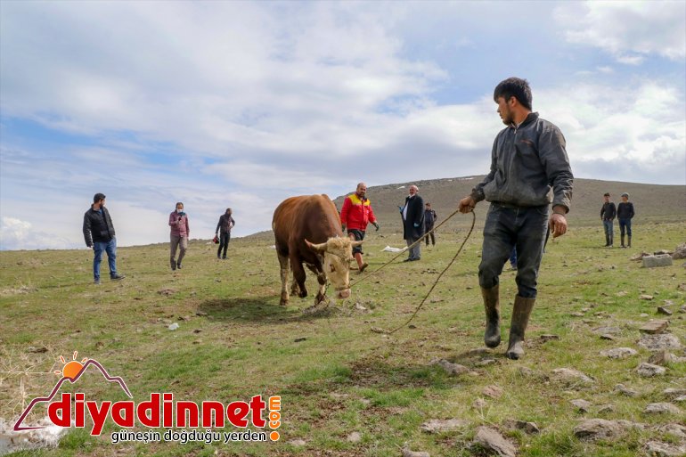 Kampanyasına Vanlı Dayanışma bağışladı çiftçi Milli hayvanını büyükbaş 2