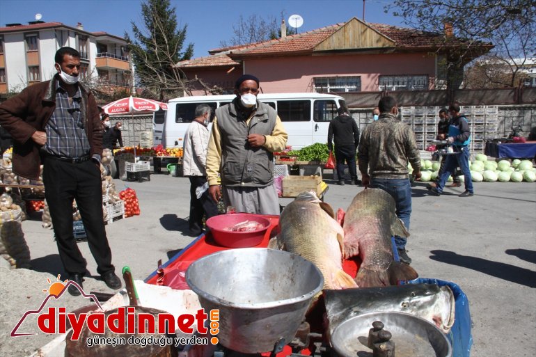 Karasu Nehri'nde 60 ve 75 kilo ağırlığında iki turna balığı yakalandı