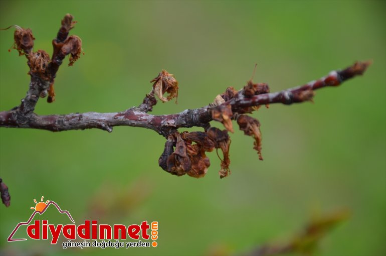- Kayısı monilya yıkanması MALATYA polen hastalığı ve uyarısı üreticilerine 8