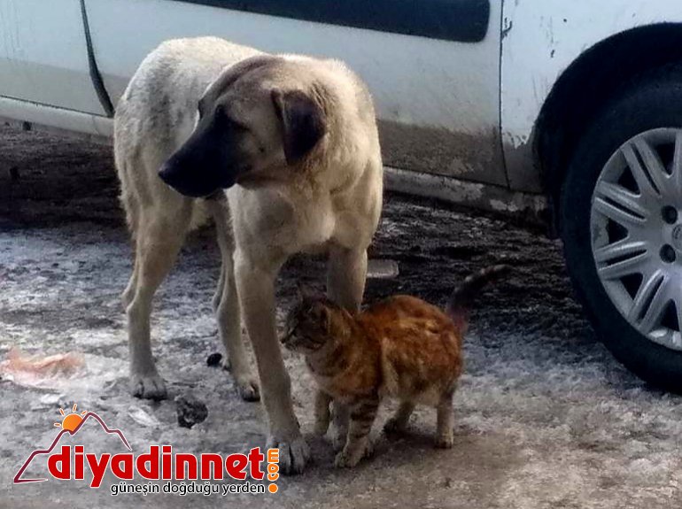 Kedi, köpeği annesi sanıyor