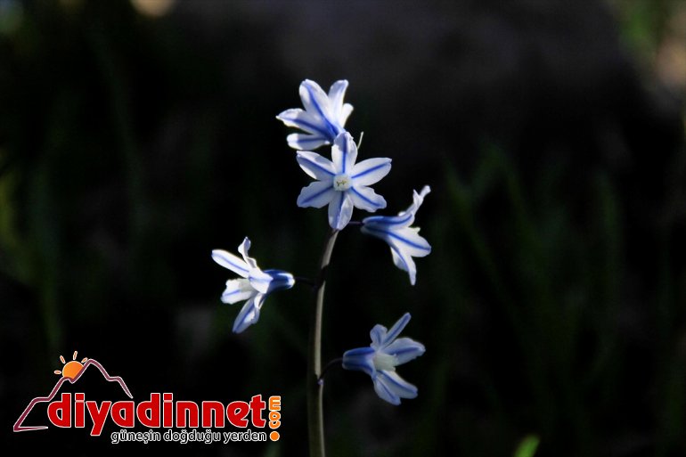 renklendi ve Vadisi kelebek Munzur tırtıllarla 2