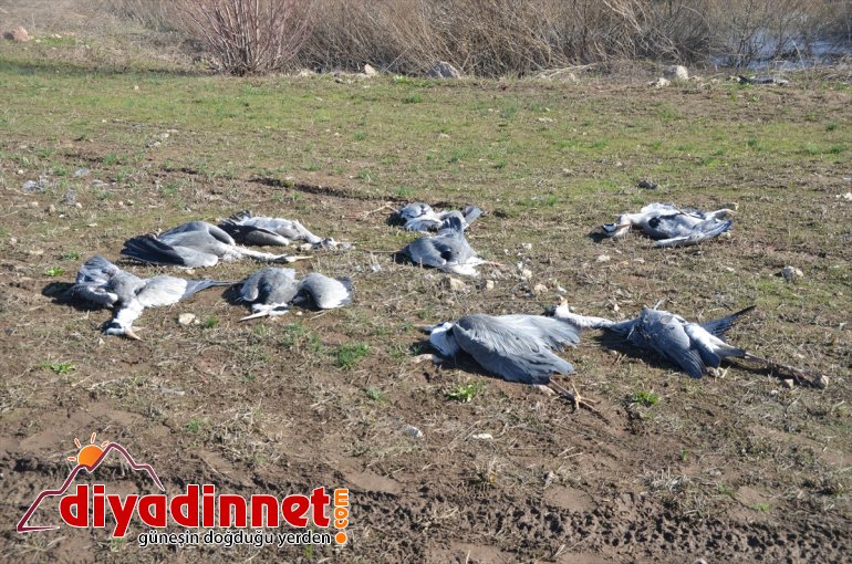 Hakkari'de koruma altındaki Nehil Sazlığı'nda çok sayıda kuş telef oldu