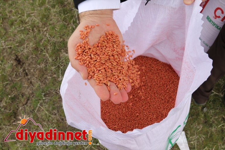 sürecinde devamlılığı destek için bitkisel Kovid-19 Erzurum’da 1293 çiftçiye üretimin 2