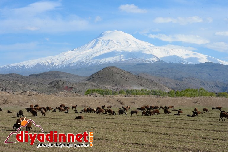 Dağı’nın Ağrı çıkan renklendi etekleri, IĞDIR hayvanlarla küçükbaş - doğaya 16