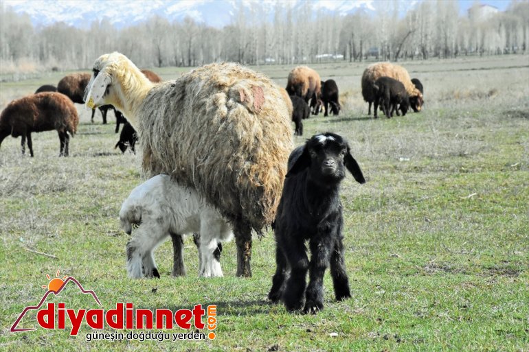 hayvanlarla Meralar küçükbaş şenlendi - MUŞ 10