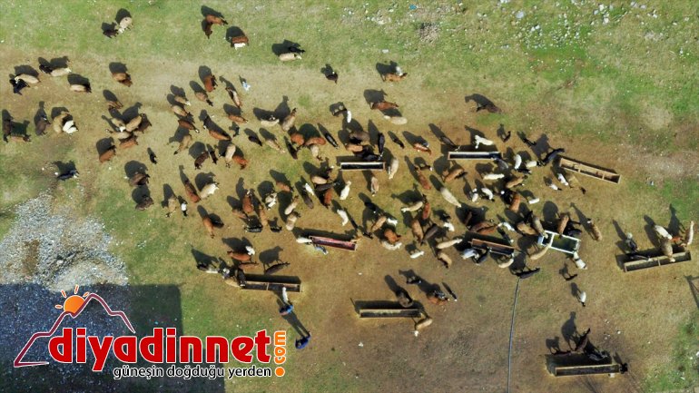 küçükbaş - şenlendi hayvanlarla MUŞ Meralar 11