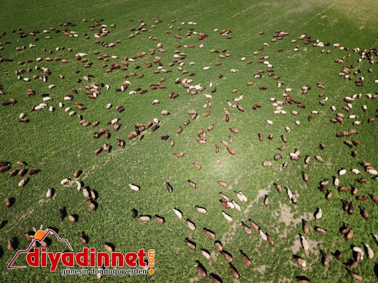 - IĞDIR Ağrı doğaya küçükbaş çıkan Dağı’nın hayvanlarla renklendi etekleri, 6