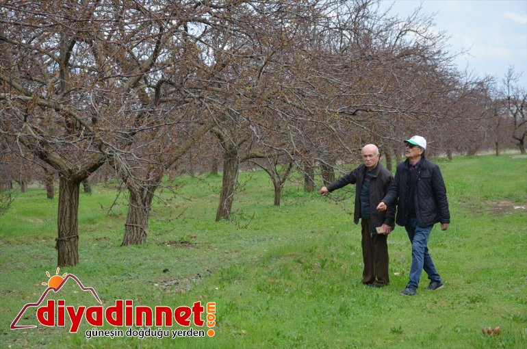 üreticilerine yıkanması ve monilya hastalığı MALATYA - uyarısı Kayısı polen 2