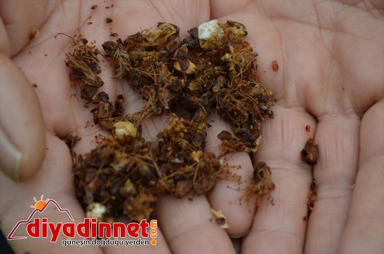 ve polen MALATYA monilya üreticilerine hastalığı uyarısı Kayısı - yıkanması 5