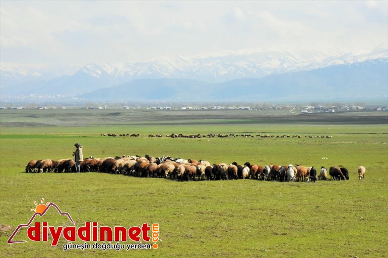 Meralar MUŞ şenlendi hayvanlarla küçükbaş - 8