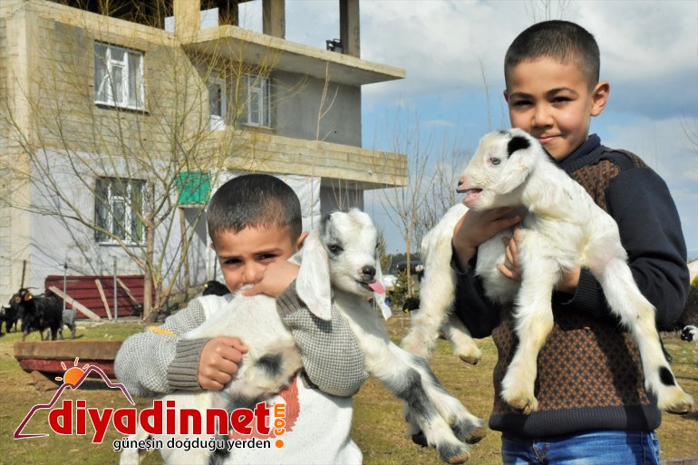 Muş'ta meralar küçükbaş hayvanlarla şenlendi