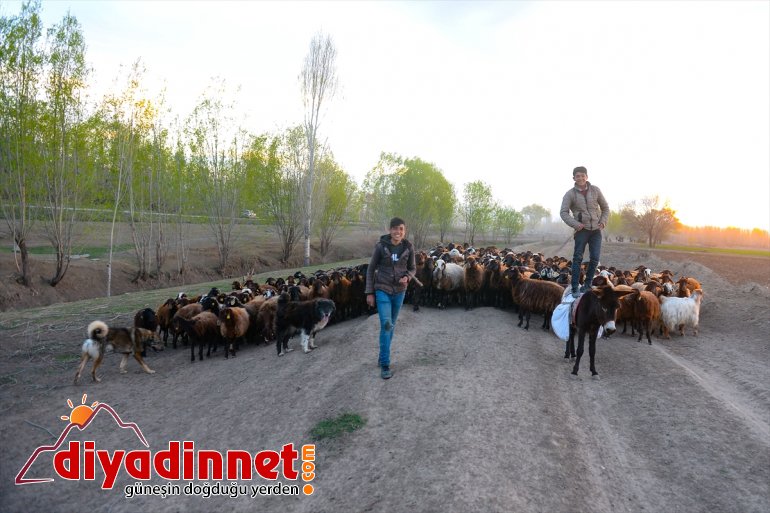 Iğdır'da çobanların mesaisi başladı