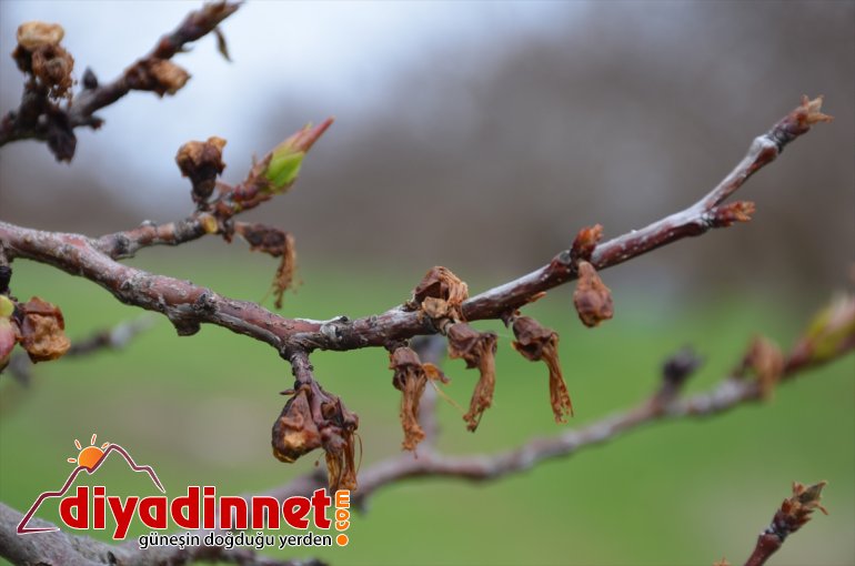 - MALATYA yıkanması monilya uyarısı hastalığı Kayısı üreticilerine polen ve 7