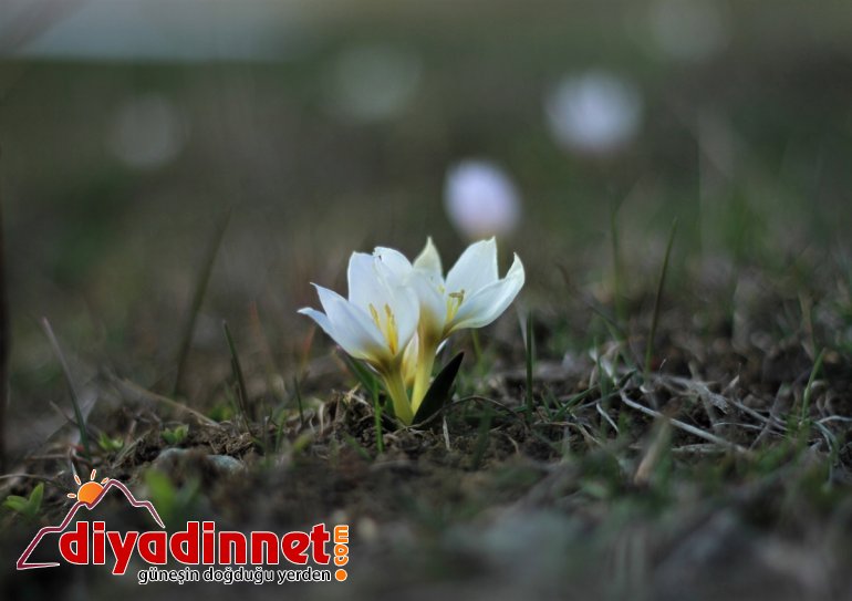 Saray'da baharın müjdecisi çiçekler çiçek açtı