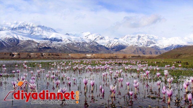 doğayı müjdecisi kardelenler Baharın süsledi 4