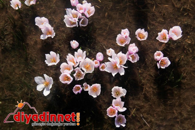 kardelenler doğayı Baharın süsledi müjdecisi 3