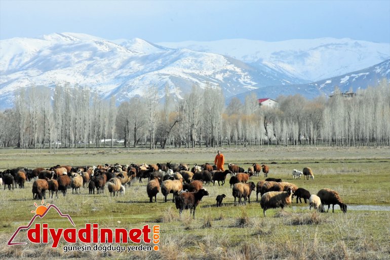 - Meralar MUŞ şenlendi küçükbaş hayvanlarla 2