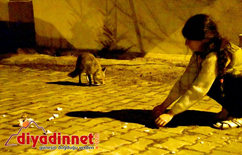 sessizliğe bürünen Kovid-19 - indi nedeniyle yerleşim tilkiler KARS Sarıkamış