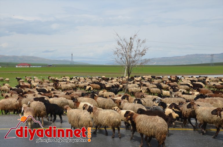 Muş'ta besiciler Kovid-19 nedeniyle çoban sıkıntısı yaşıyor