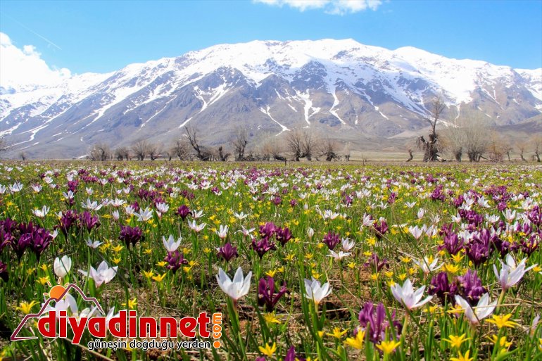 - çiçeklerinin çiğdem Baharın TUNCELİ görsel ve nergis müjdecisi şöleni 2