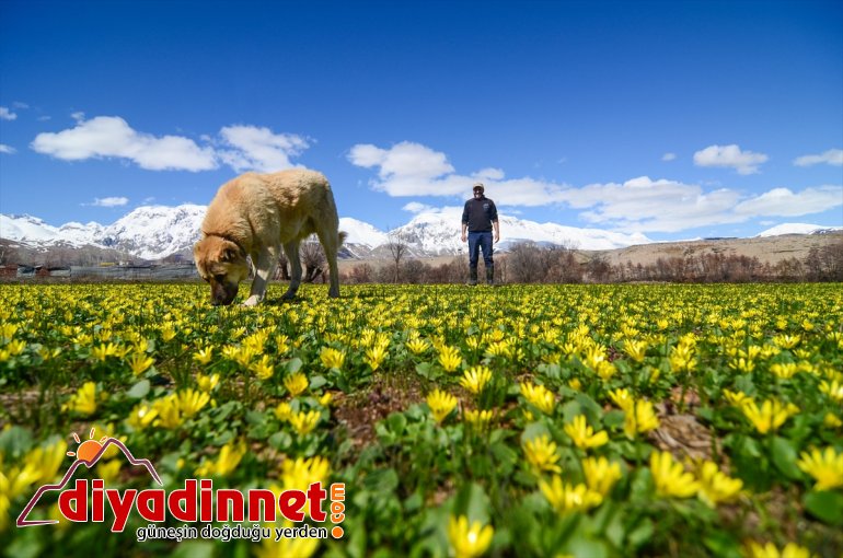 güzelliği arasındaki Munzur Ovacık