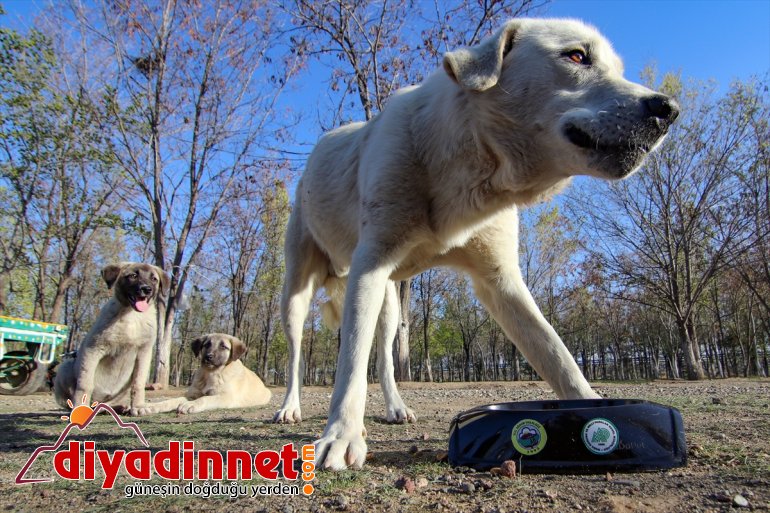 işbaşında özel için hayvanları IĞDIR ekip - Ssokak 8