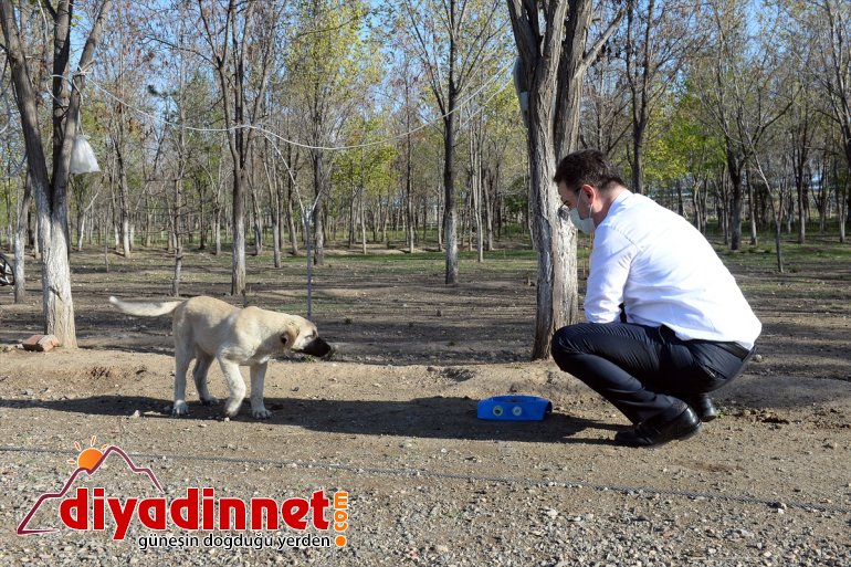 ekip - işbaşında hayvanları Ssokak için özel IĞDIR 5