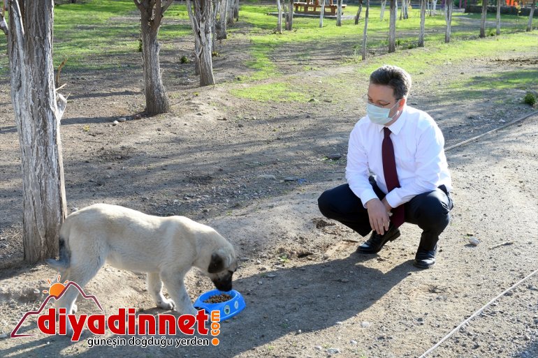 Ssokak - IĞDIR için işbaşında hayvanları ekip özel 3