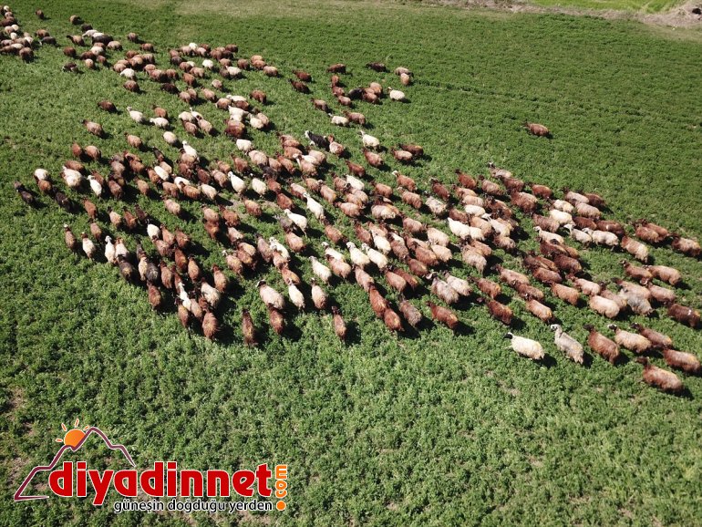 Ağrı doğaya Dağı’nın IĞDIR renklendi - etekleri, hayvanlarla küçükbaş çıkan 2