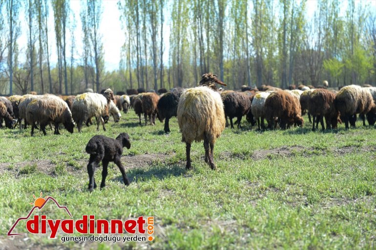 küçükbaş hayvanlarla Dağı’nın Ağrı - çıkan IĞDIR doğaya renklendi etekleri, 15