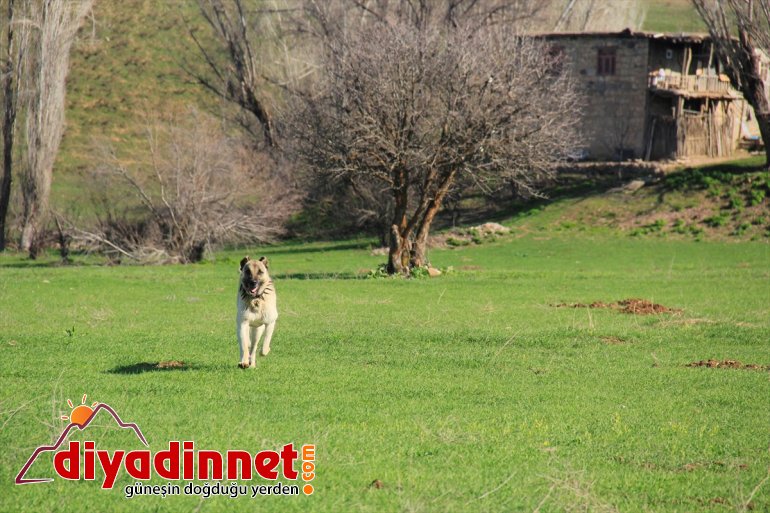renklendi Vadisi kelebek Munzur ve tırtıllarla 4