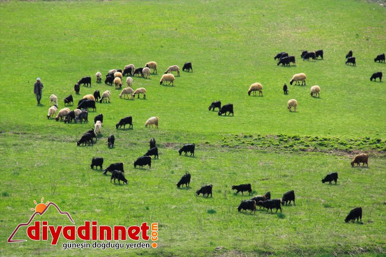 Munzur Vadisi kelebek ve tırtıllarla renklendi