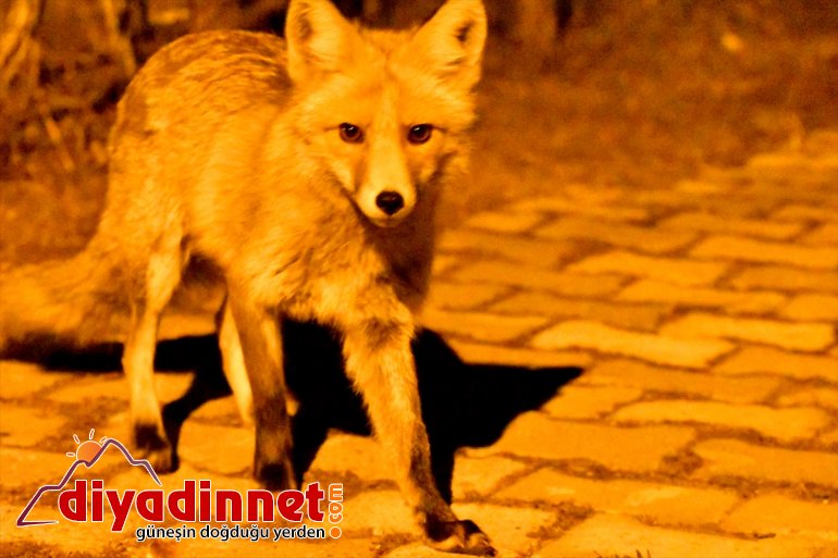 yerine - yerleşim sessizliğe indi Kovid-19 nedeniyle tilkiler bürünen KARS Sarıkamış