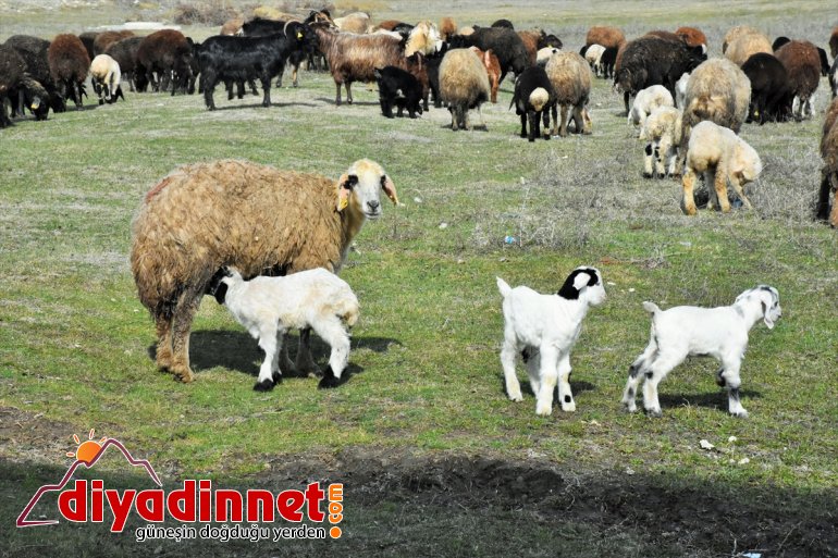 Meralar - MUŞ hayvanlarla şenlendi küçükbaş 7