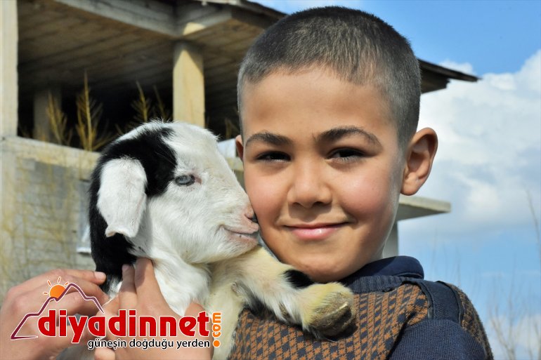 hayvanlarla MUŞ Meralar küçükbaş - şenlendi 4