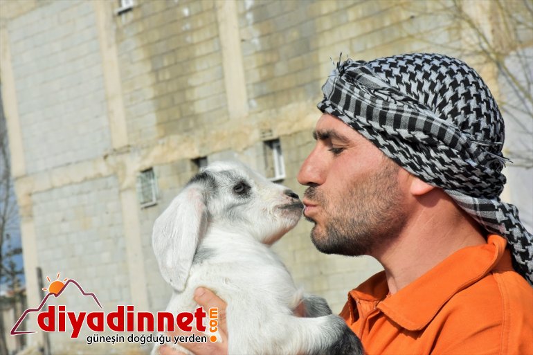 - hayvanlarla şenlendi Meralar MUŞ küçükbaş 9