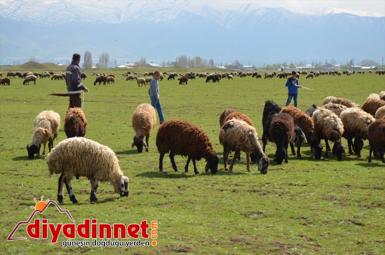 nedeniyle çoban sıkıntısı besiciler Muş