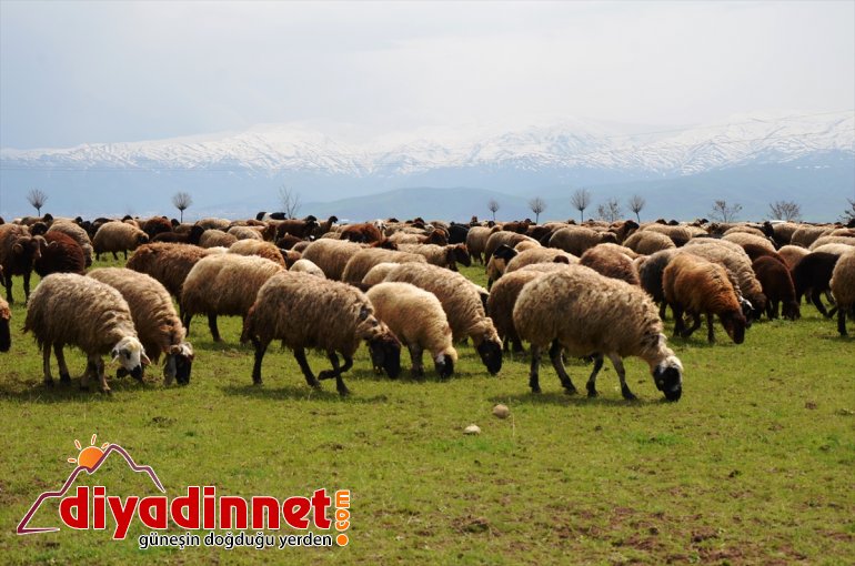 sıkıntısı çoban Kovid-19 besiciler Muş