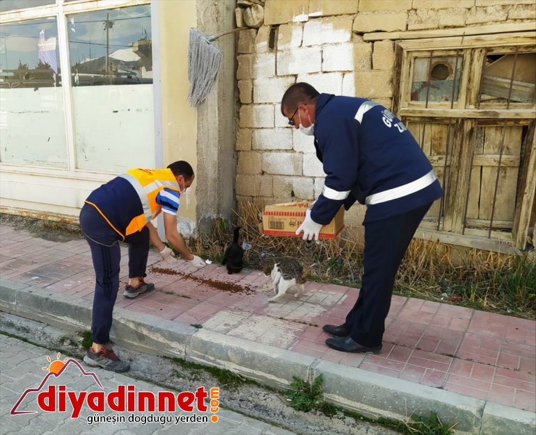 Sokağa çıkma kısıtlamasının uygulandığı Van'da sokak hayvanları unutulmadı
