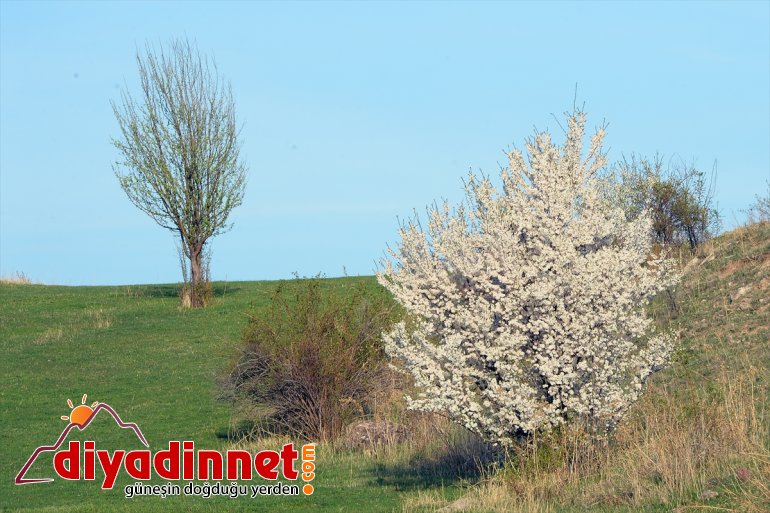 havası dağlarında şölene görsel Bahar Iğdır