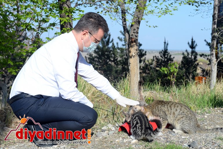 işbaşında hayvanları için ekip Ssokak IĞDIR - özel 4