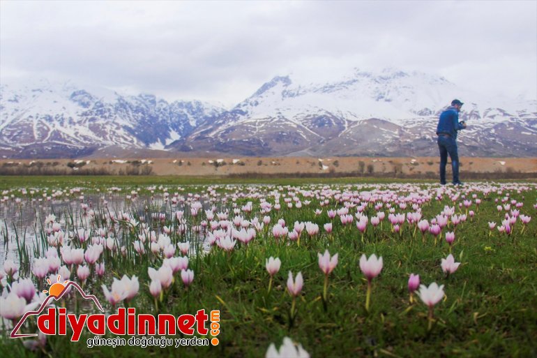 müjdecisi kardelenler Baharın süsledi doğayı 5