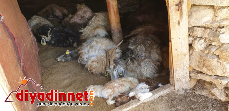 50 telef saldırdığı ahırdaki Hakkari