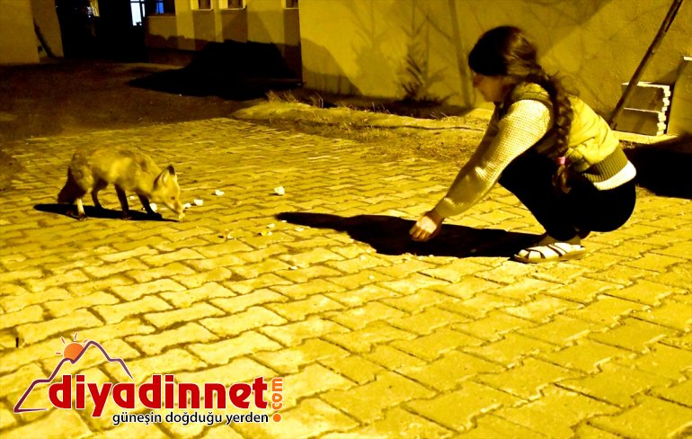 yerleşim nedeniyle tilkiler bürünen Kovid-19 sessizliğe KARS yerine indi - Sarıkamış