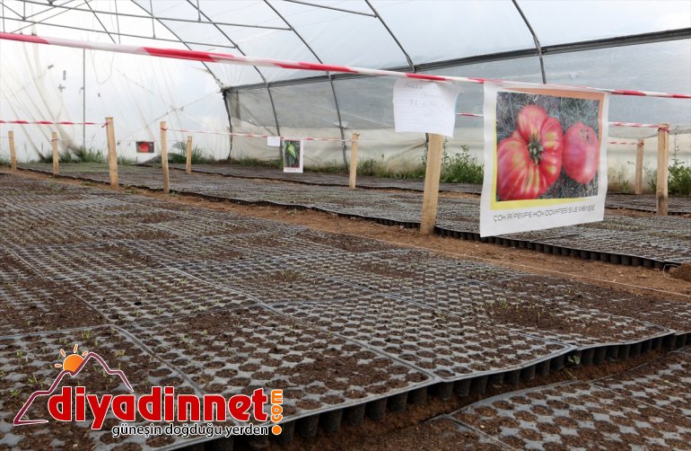 Belediyesinden tohum Van Büyükşehir atağı yerli 2