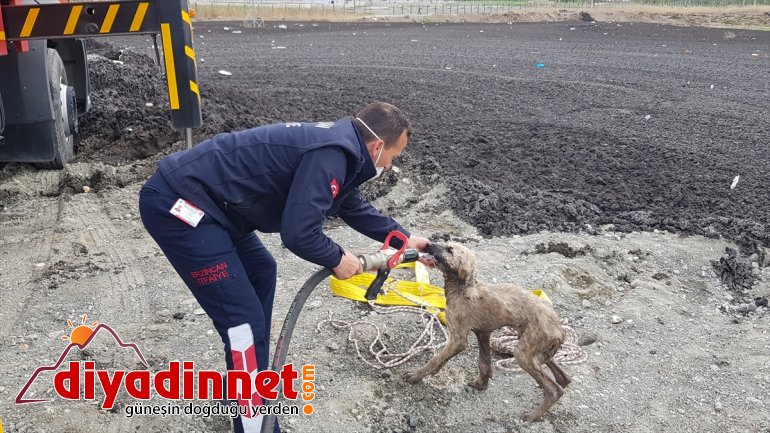 Turkey eastern rescued in from cesspool Puppy 5