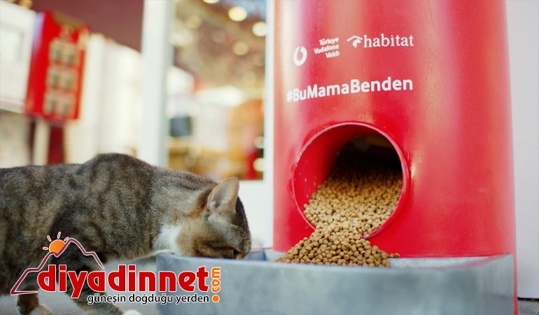 Türkiye Vodafone Vakfı'ndan "Salgında sokak hayvanlarını unutma" çağrısı