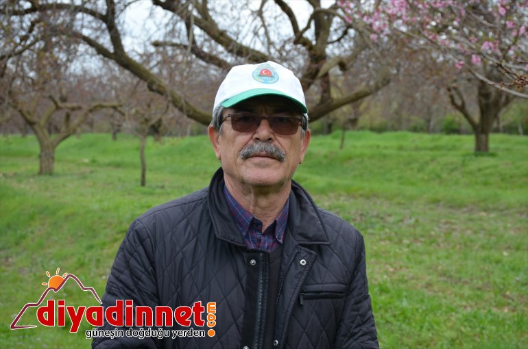 Kayısı üreticilerine "monilya" ve "polen yıkanması" hastalığı uyarısı