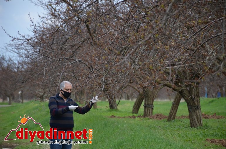 polen üreticilerine Kayısı MALATYA - monilya hastalığı yıkanması ve uyarısı 6