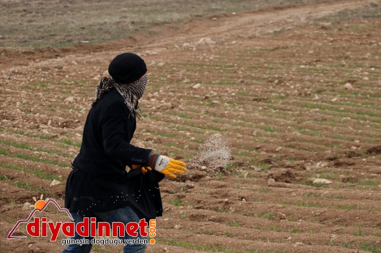 Vanlı için devamlılık arazilerini (2) çiftçiler de  üretimde ekiyor boş 6